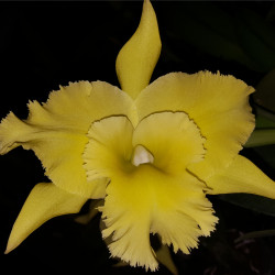 brassolaeliocattleya-ports-of-paradise-green-ching-hwa