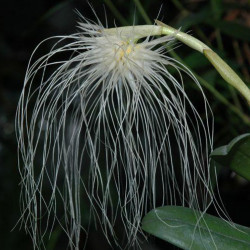 bulbophyllum-medusae