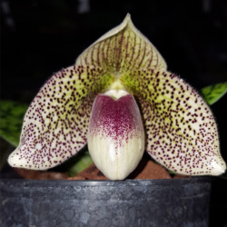 paphiopedilum-bellatulum-x-sukhakulii