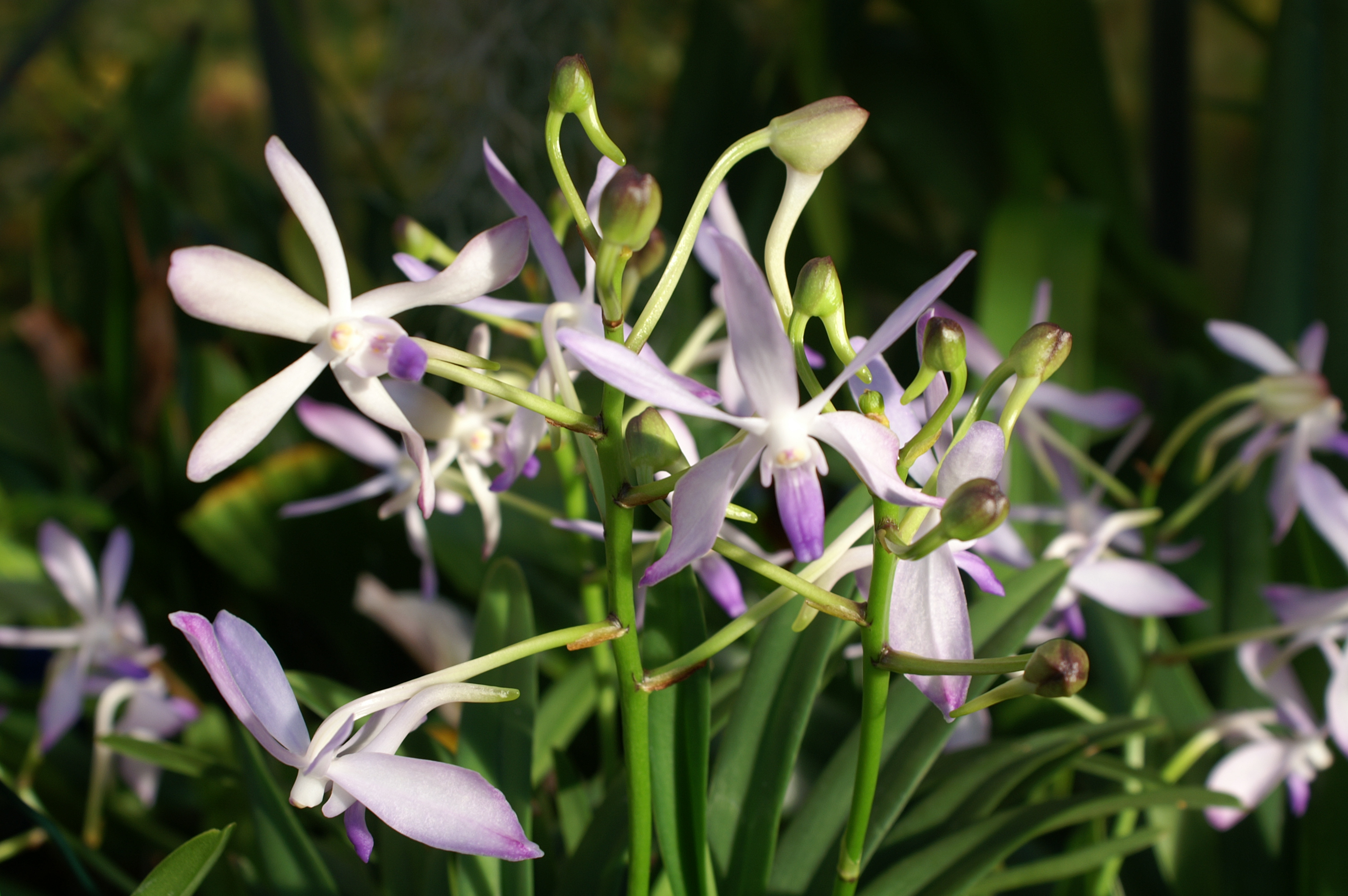 KONICA MINOLTA DIGITAL CAMERA