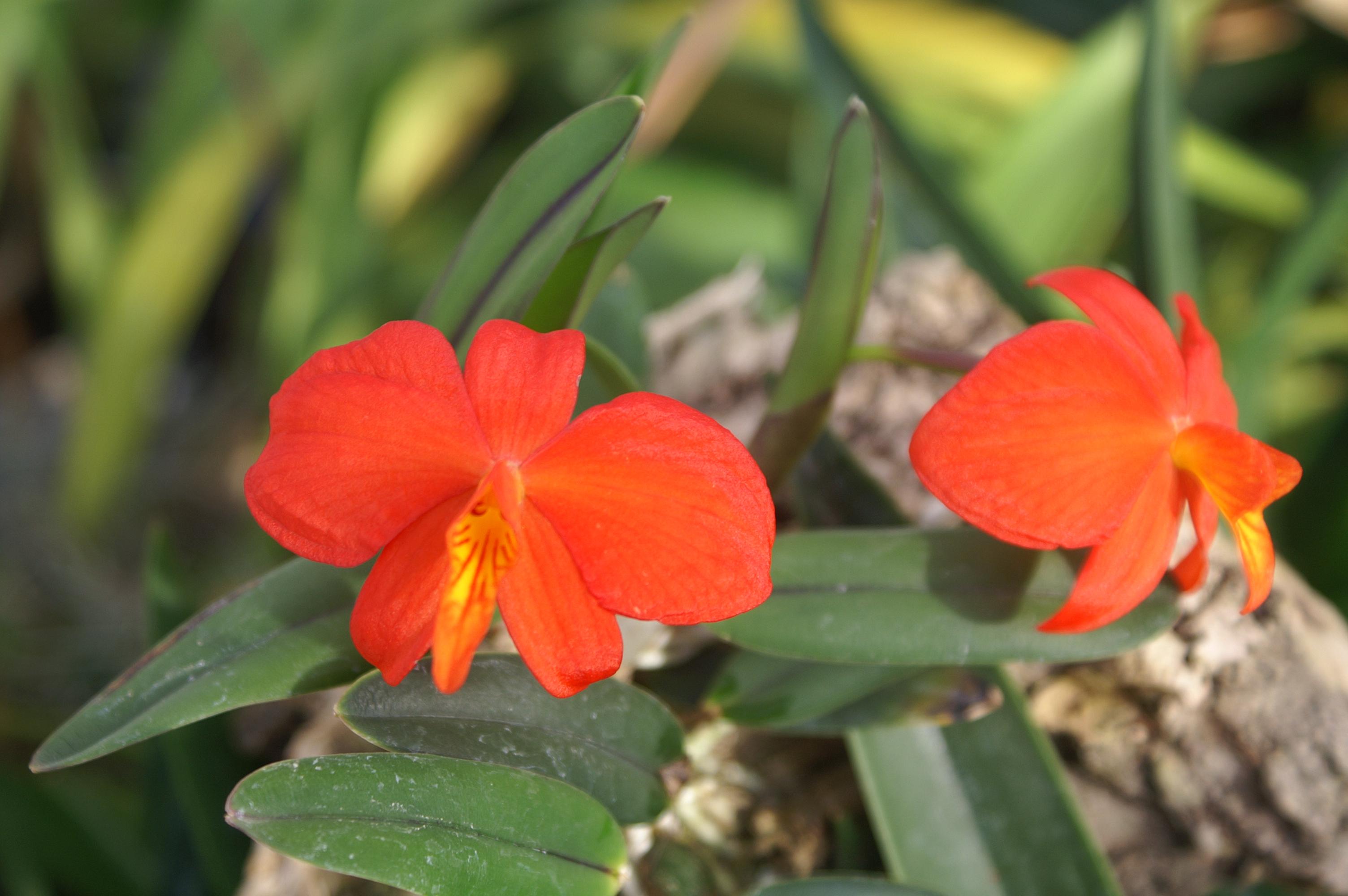 KONICA MINOLTA DIGITAL CAMERA