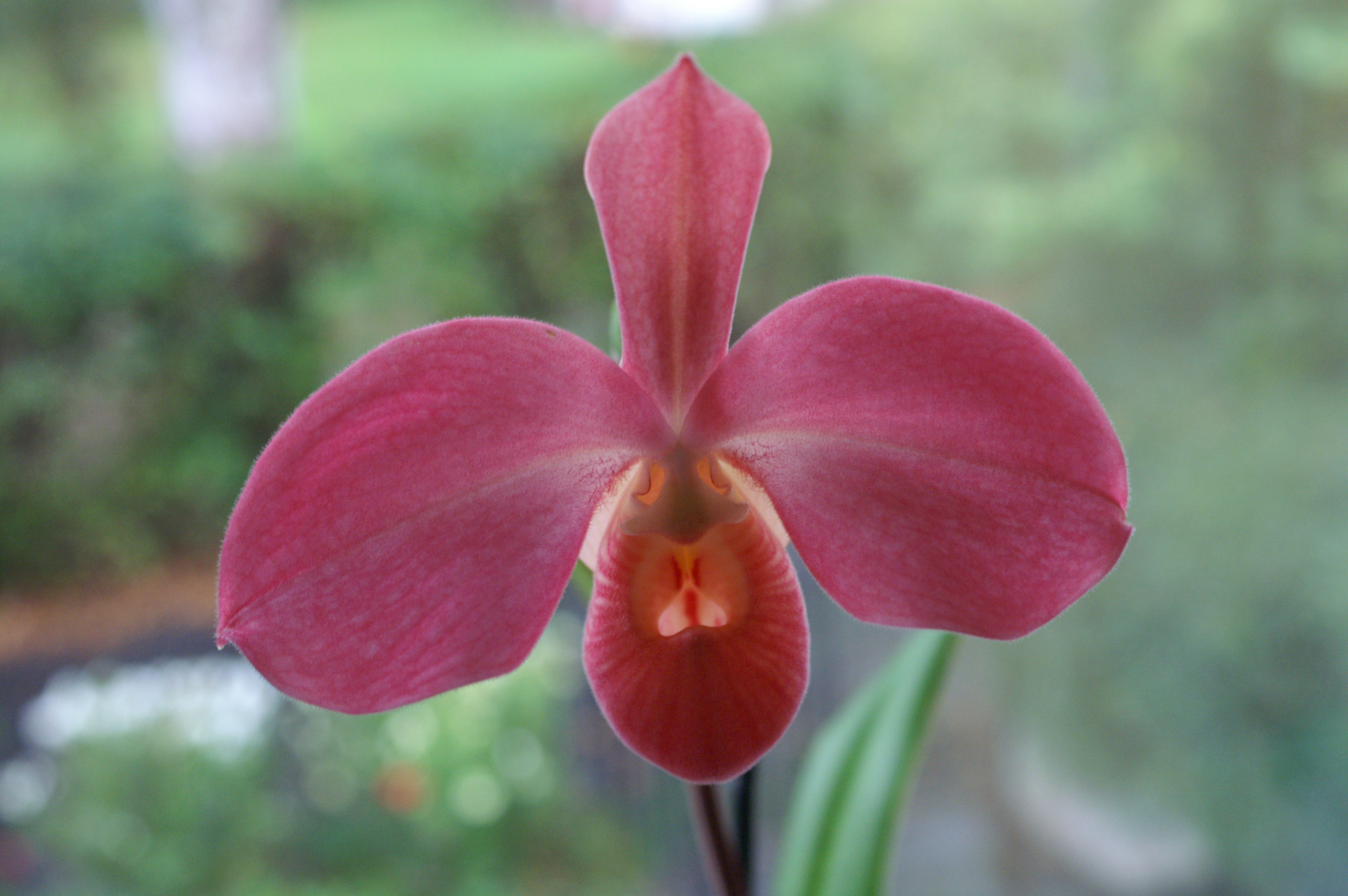 KONICA MINOLTA DIGITAL CAMERA