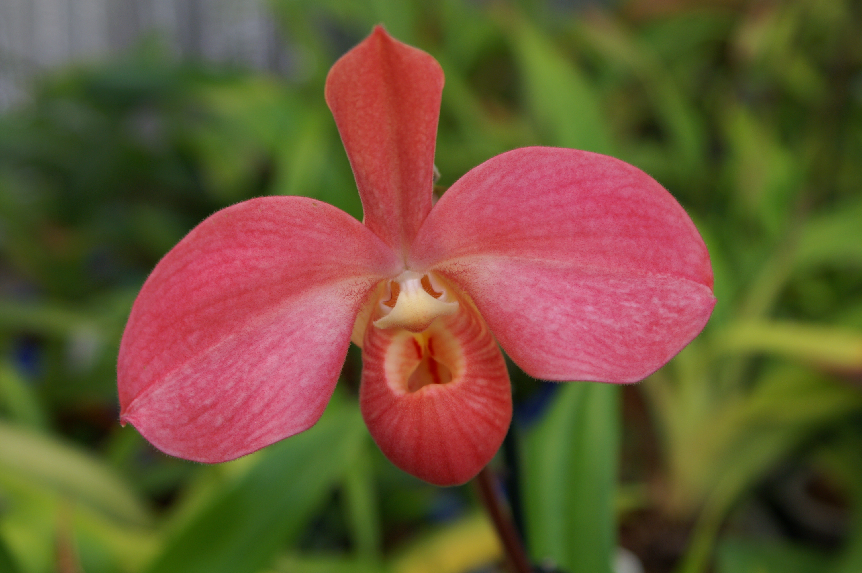 KONICA MINOLTA DIGITAL CAMERA