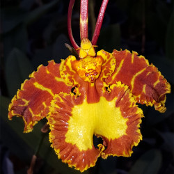 psychopsis-mariposa-gv