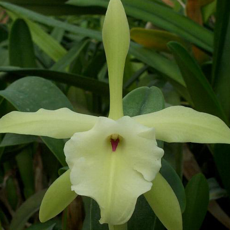 rhyncholaelia-glauca