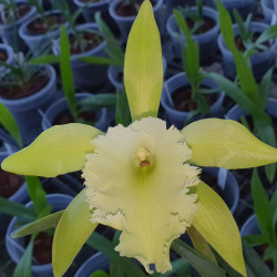 rhyncolaelia-aristrocat