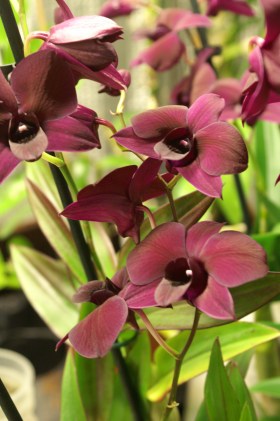 KONICA MINOLTA DIGITAL CAMERA