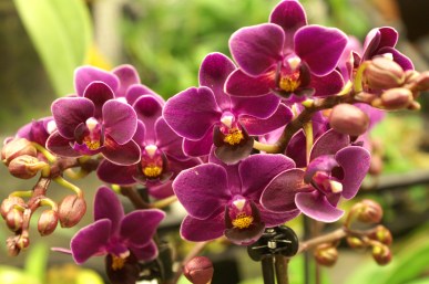 KONICA MINOLTA DIGITAL CAMERA