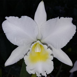 cattleya-mary-jane-proebsle