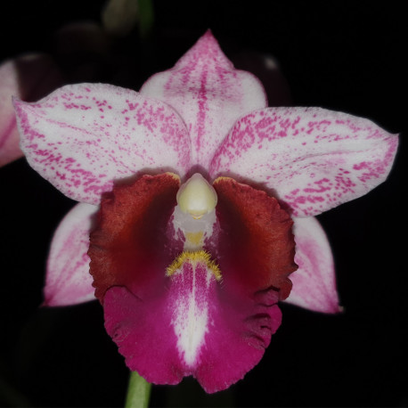 gastrorchis-georges-fleurie-x-phaius-humblotii
