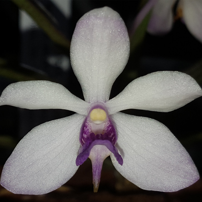 holcoglossum-flavescens-x-vanda-coerulescens