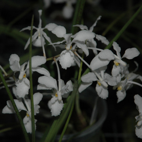 holcoglossum-subulifolium