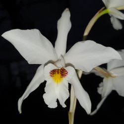 laelia-anceps-semialba