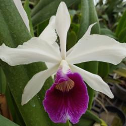 laelia-purpurata-semialba