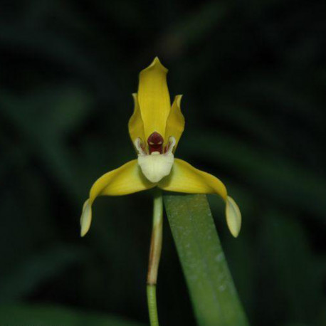 maxillaria-chrysantha