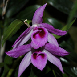 dendrobium-anosnum