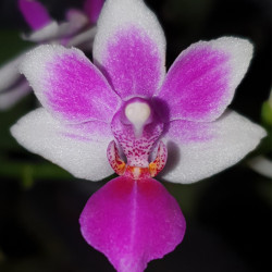 phalaenopsis-anna-larati-soekadi-x-phalaenopsis-equestris