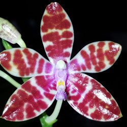 phalaenopsis-bastianii