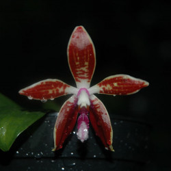 phalaenopsis-corningiana
