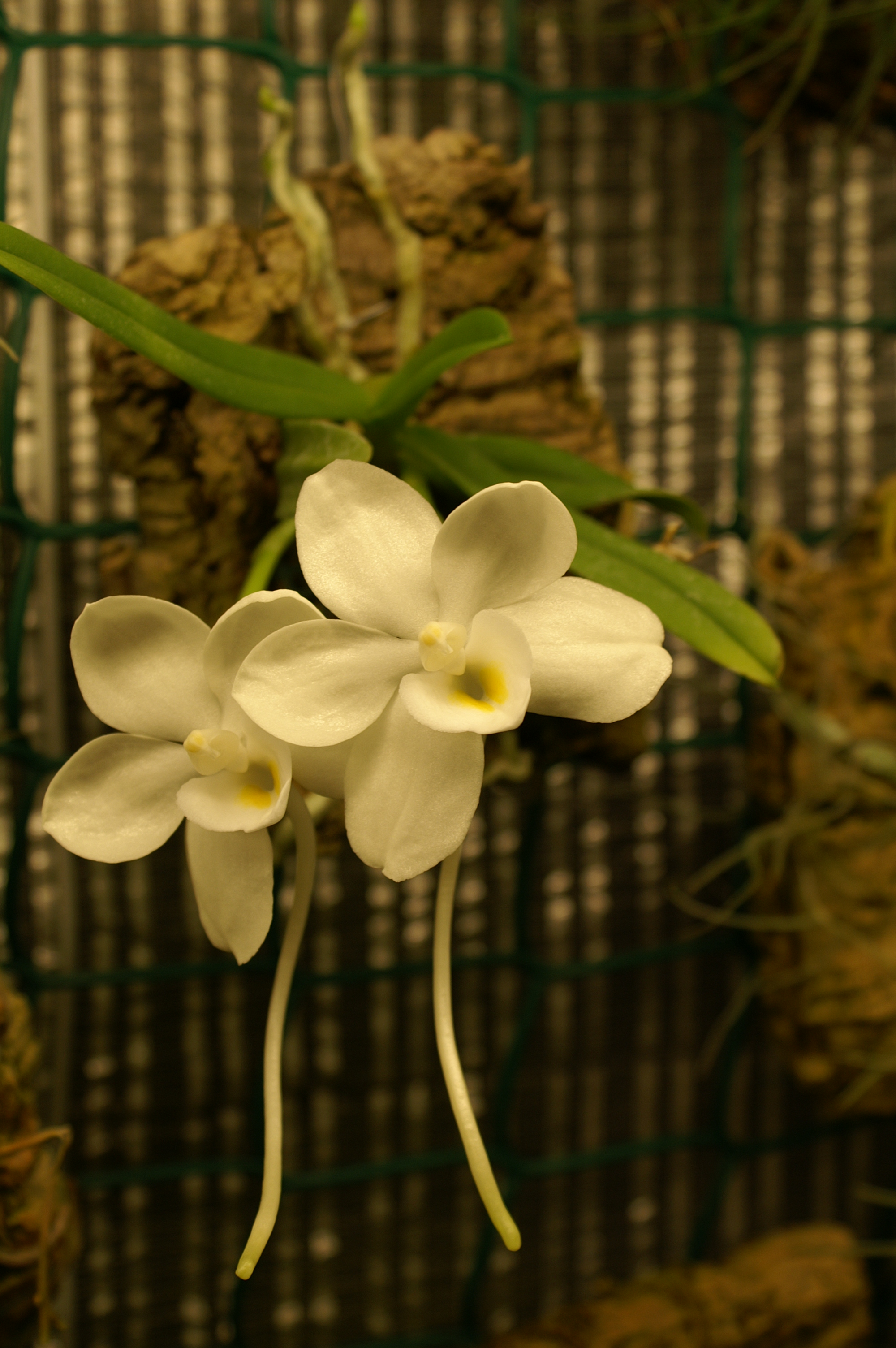 KONICA MINOLTA DIGITAL CAMERA