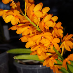 ascocentrum-miniatum