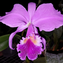 cattleya-labiata