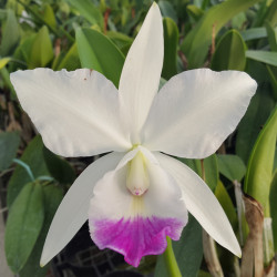 cattleya-nobilior-x-candida