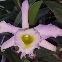 laelia-praestans-x-rhyncholaelia-digbyana