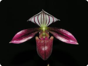 paphiopedilum purpuratum_01-1