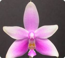 phal. violacea var. mentawii