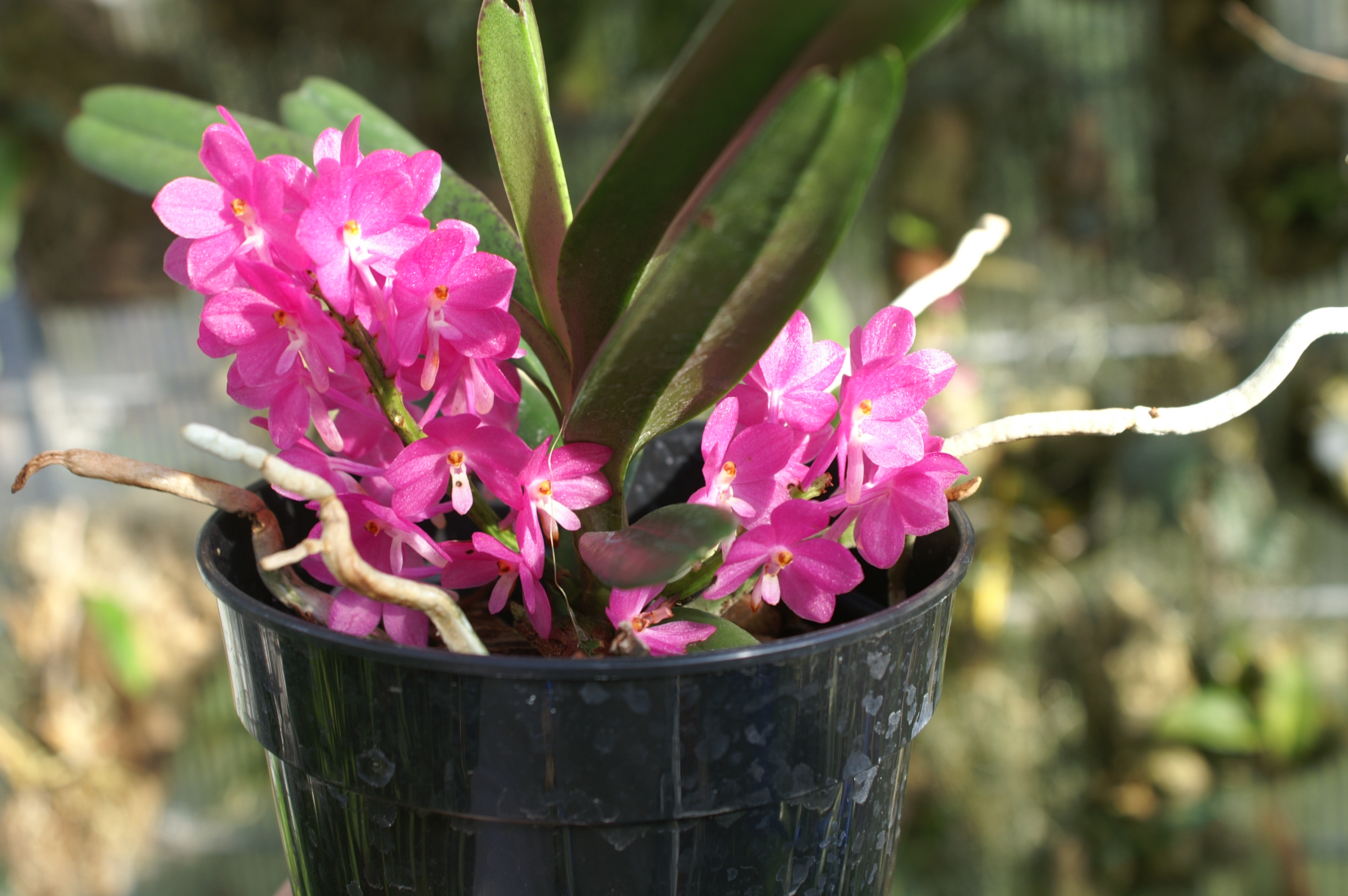 KONICA MINOLTA DIGITAL CAMERA