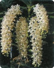 rhynchostillis gigantea alba(va0041)