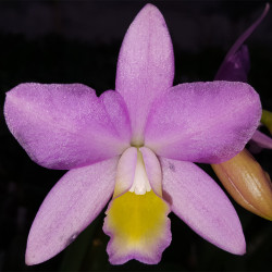 laeliocattleya-ackers-madison-kile-x-bish-donovan-bennet