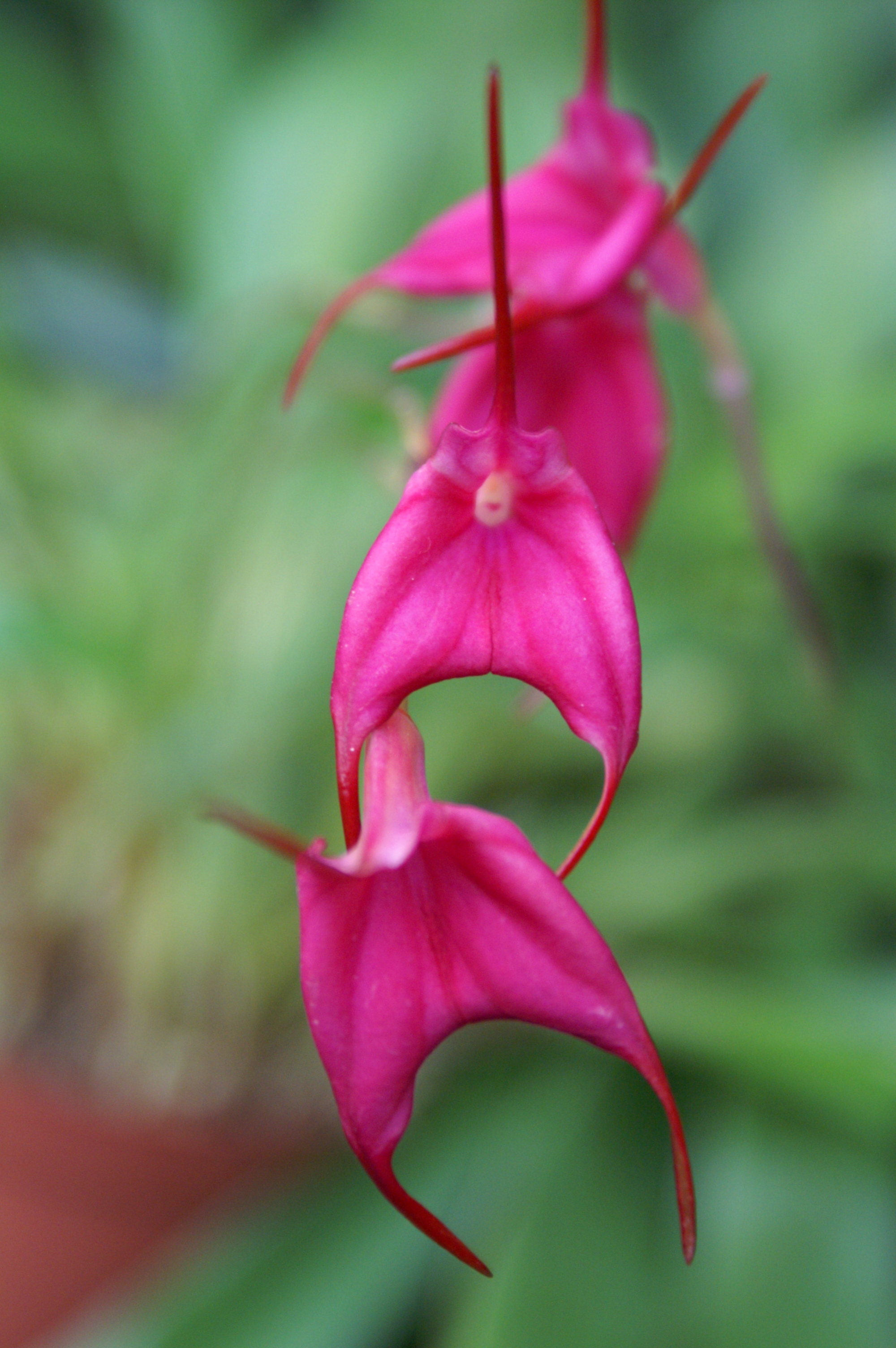 KONICA MINOLTA DIGITAL CAMERA