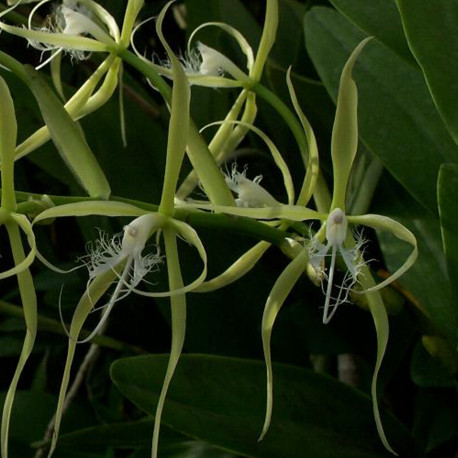 epidendrum-ciliare
