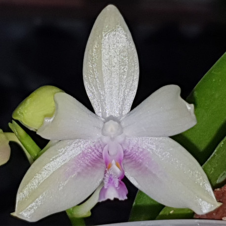phalaenopsis-fimbriata