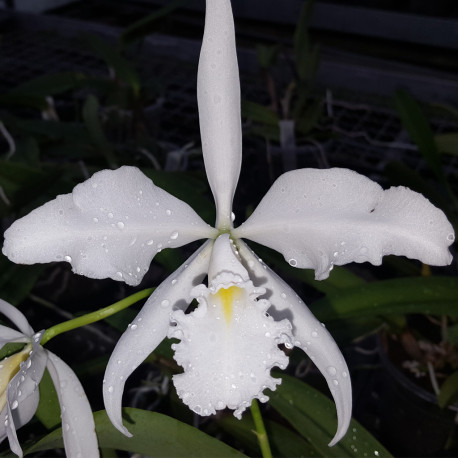 cattleya-maxima-alba