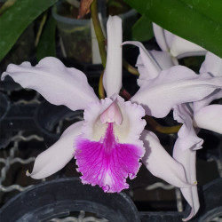 cattleya-suavior