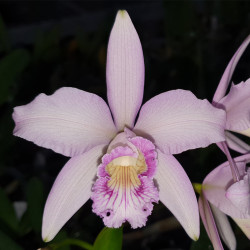 laelia-rvd