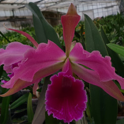 laeliocattleya-lucasiana-cattleya-labiata-x-laelia-tenebrosa