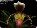 paph. barbigerum var. coccineum1