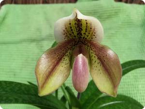 paph. exul x bellatulum