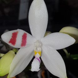 phalaenopsis-tetraspis-c1-dr-wu-x-tetraspis