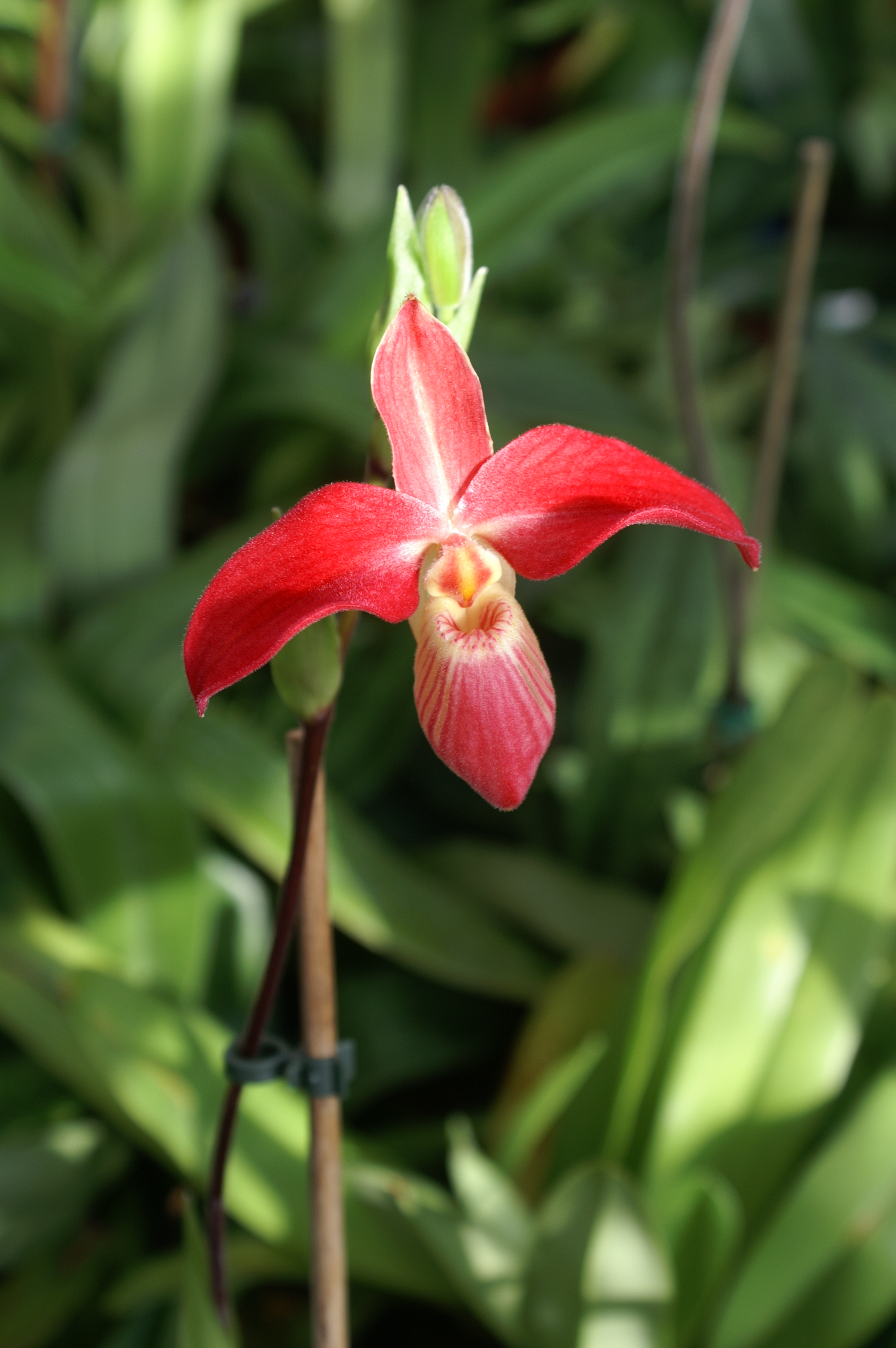 KONICA MINOLTA DIGITAL CAMERA