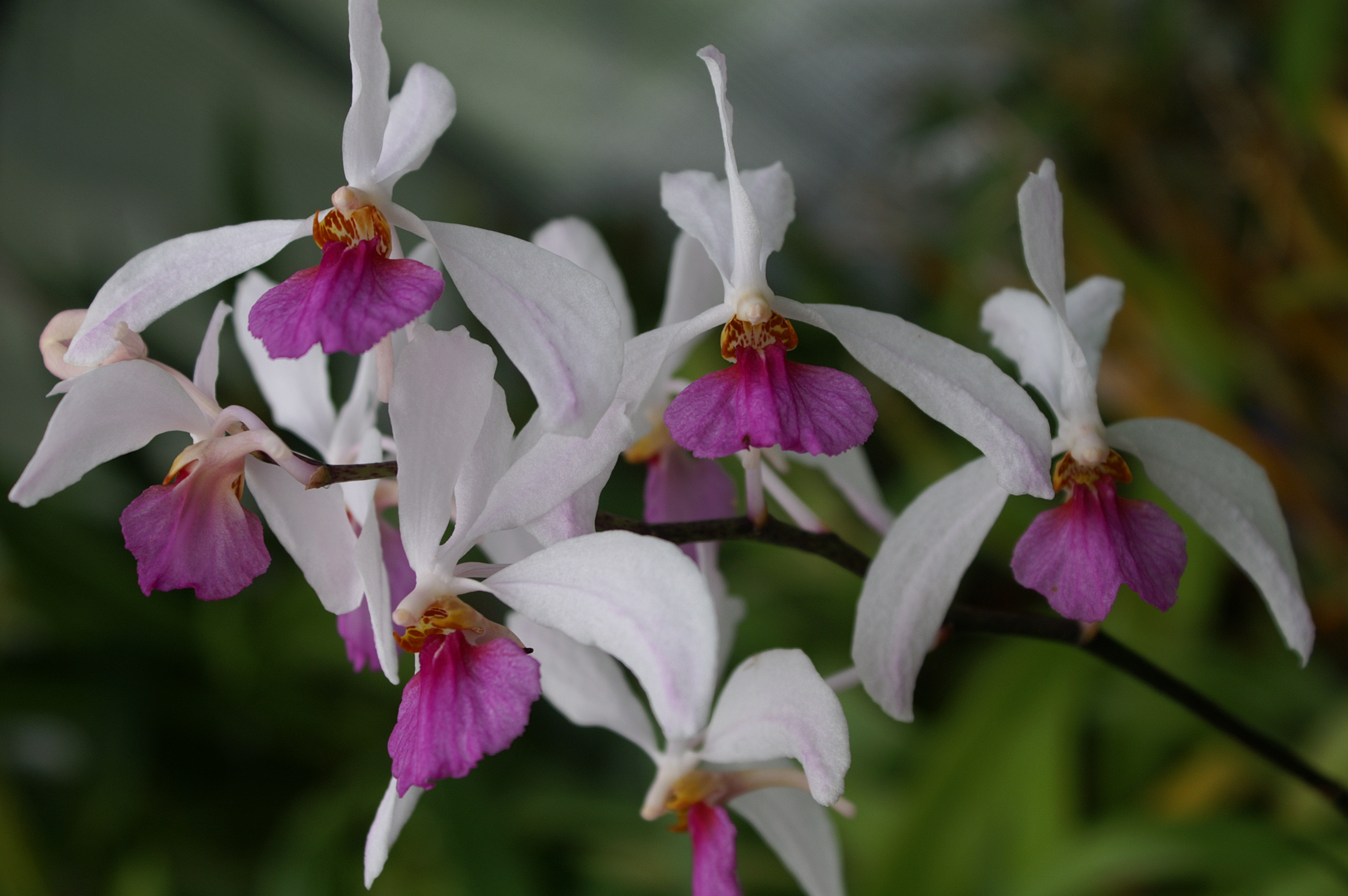 KONICA MINOLTA DIGITAL CAMERA