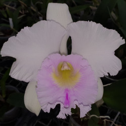 rhyncholaeliocattleya-jin-s-fong-wish-classical
