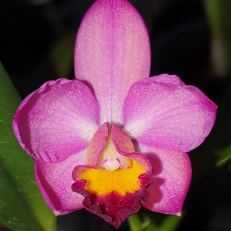 cattleya-gerd-rollke-golden-acclaim-x-pole-star