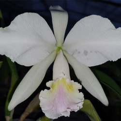cattleya-labiata-semialba