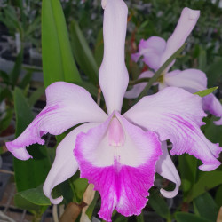 cattleya-suavior-aquinii
