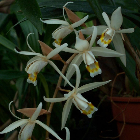 coelogyne-flaccida